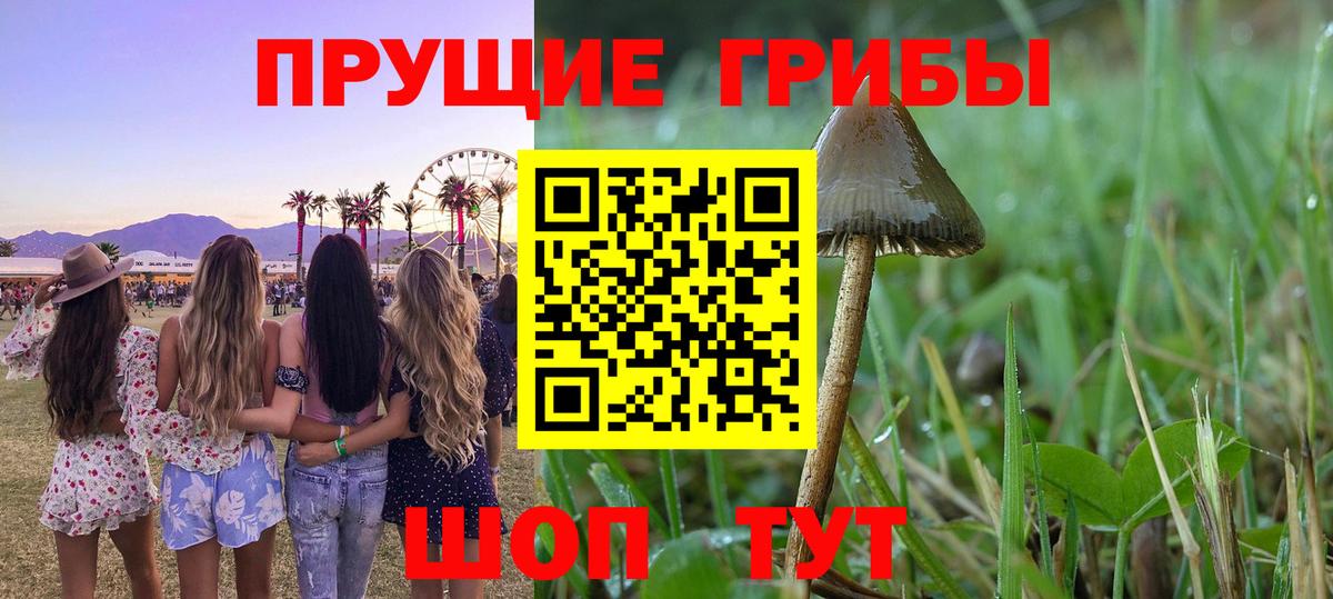 Миллерово  Галлюциногенные грибы Cubensis  Вход с VPN 